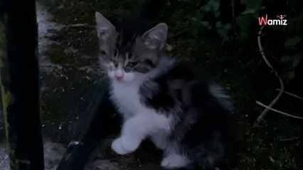 Elle entend du raffut dans son allée : la boule noire qui fonce vers elle lui arrache un cri de stupeur (vidéo)