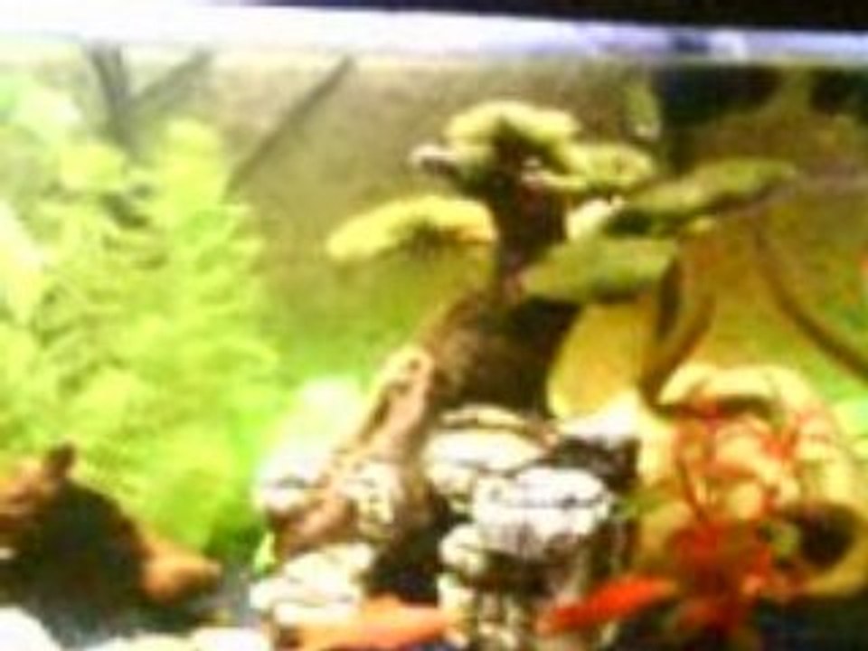 Aquarium7