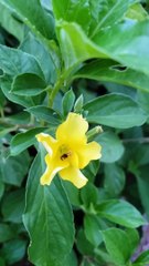 The easy way to see if the aura is spread 