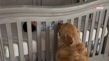 Baby ist schwer krank: Wie der Golden Retriever reagiert, geht durch Mark und Bein