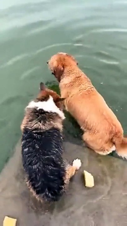 Ce chien plonge en apnée... incroyable
