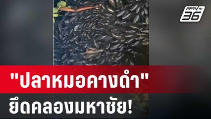 "ปลาหมอคางดำ" ยึดคลองมหาชัย! | เข้มข่าวค่ำ | 19 ก.ค. 67