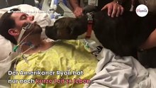 Herrchen hat nicht mehr lange zu leben: Was sein Pitbull macht, rührt alle zu Tränen (Video)