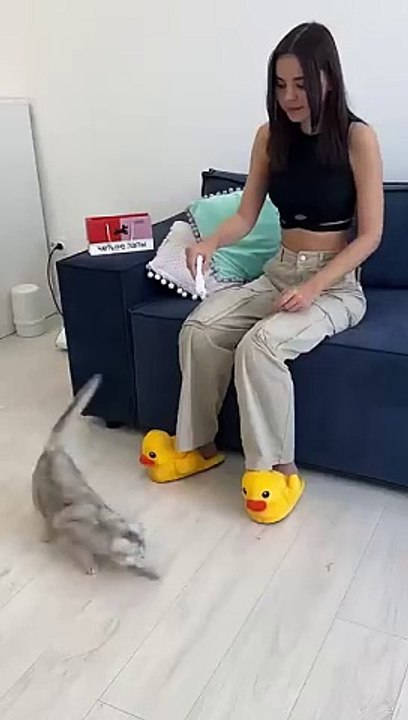 _cat _cats(360P)