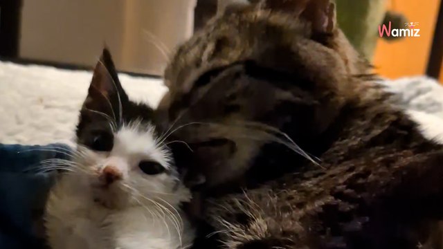Elle adopte un chat mourant en refuge : après seulement 18 jours ensemble, elle lui rend un vibrant hommage (vidéo)