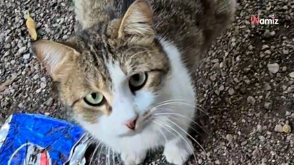 Une vétérinaire sort de sa voiture et un chat l'approche : elle comprend tout de suite l'urgence (vidéo)