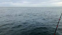 Dolphin pod spotted off Kent coast near Folkestone