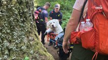 Le chien géant de 72kg refuse d'avancer sur le chemin : les pompiers avancent une raison hallucinante