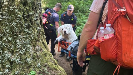 Le chien géant de 72kg refuse d'avancer sur le chemin : les pompiers avancent une raison hallucinante