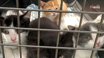 Boite en carton abandonnée en plein soleil : à l’intérieur se joue un vrai drame