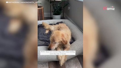 Enfin adoptée, cette chienne senior a une réaction hors norme quand elle arrive dans sa nouvelle maison (vidéo)