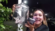 Woman discovers possum living inside her stove