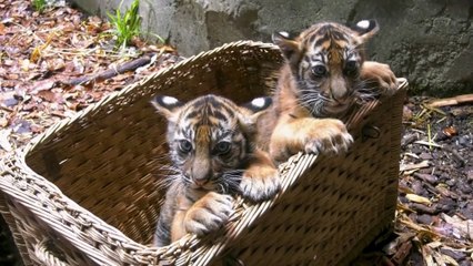 توله ببرهای بانمک باغ وحش کُلن؛ جمعیت ببرهای «آمور» از ۵۰ به ۵۰۰ قلاده رسید