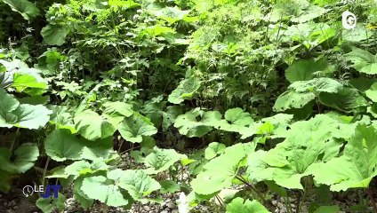 Le JT - 19/07/24 - Pic de chaleur, Le Guiers Mort rivière sauvage, Expo Style et Cimes, Agenda