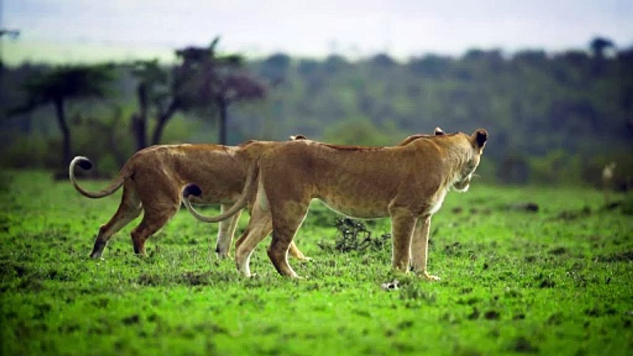 top video, tiger video