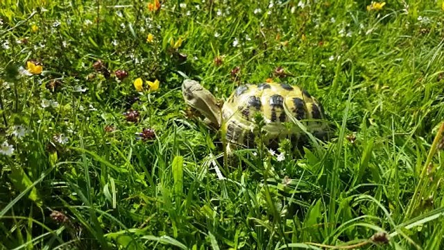 Мистер Брюси