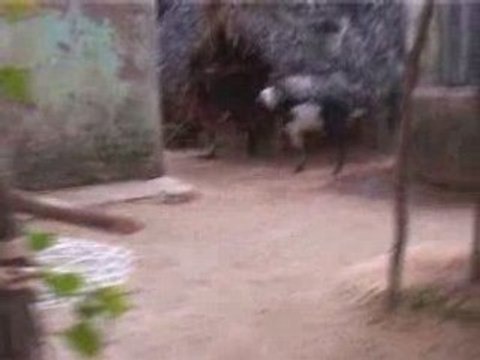 Segolène Royal en visite en Inde