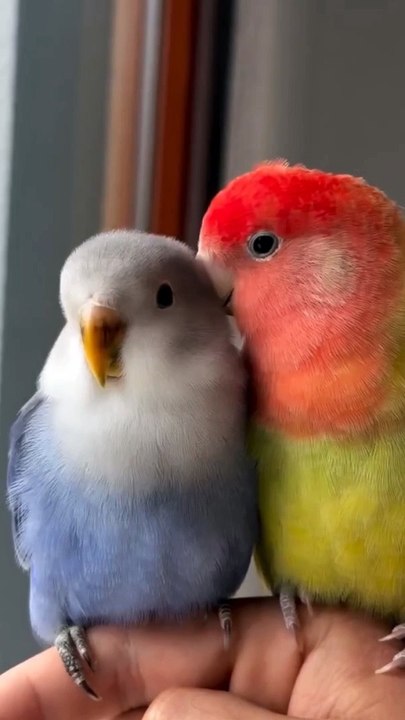 Parrot Romance 