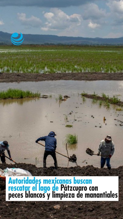 Autoridades mexicanas buscan rescatar el lago de Pátzcuaro con peces blancos y limpieza de manantiales