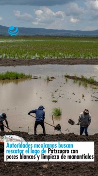 Autoridades mexicanas buscan rescatar el lago de Pátzcuaro con peces blancos y limpieza de manantiales