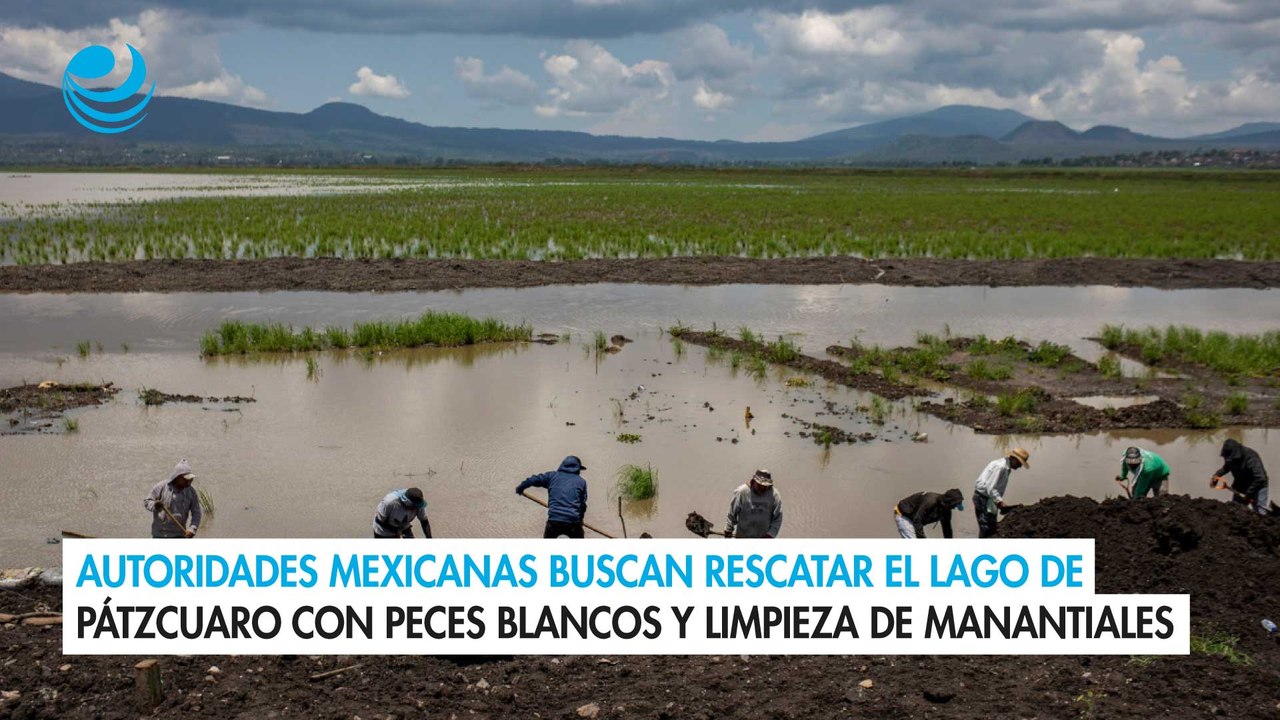 Autoridades mexicanas buscan rescatar el lago de Pátzcuaro con peces blancos y limpieza de manantiales