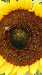 RAAGOTSAV HINDUSTANI MUSIC CHANNEL