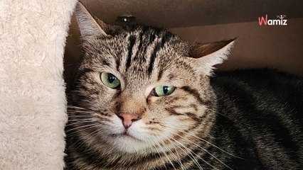 Ce chat est si craintif qu'il est invisible au refuge : qui saura l'accepter tel qu'il est ?