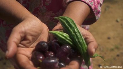 Urban Gardening in India: A Green Solution to Combat Heat and Pollution 🌿