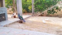 Peacocks pigeons hens chakor all bird's life style in summer