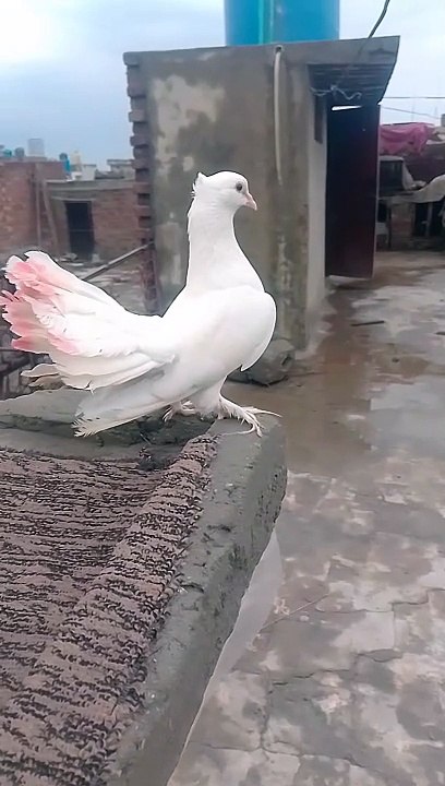 Beautiful kabutar shoq #chicken #viralvideo #allpetloversaseel #rooster#pet #petlovers
