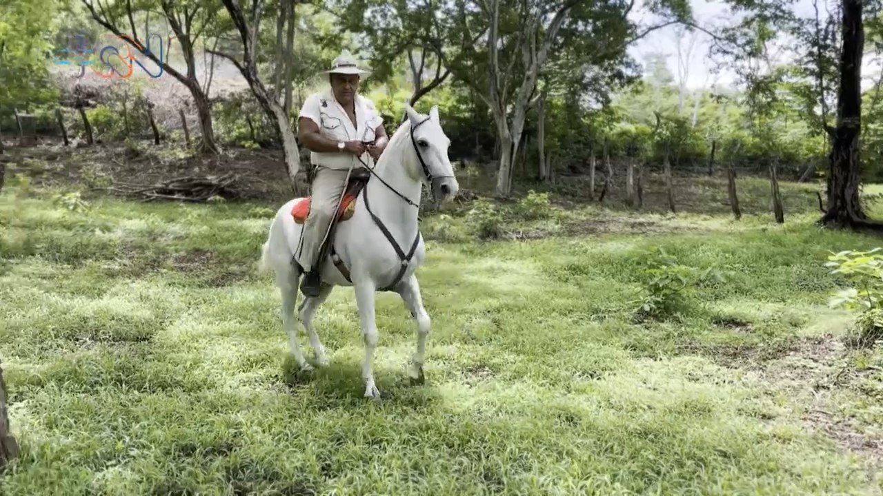 Tradición boyera y sabanera