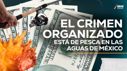 TRÁFICO DE ESPECIES: La nueva cara del CRIMEN ORGANIZADO en México
