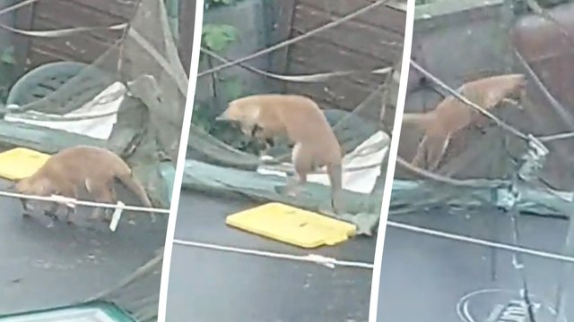 Adorable footage captures family of fox cubs jumping for joy on trampoline