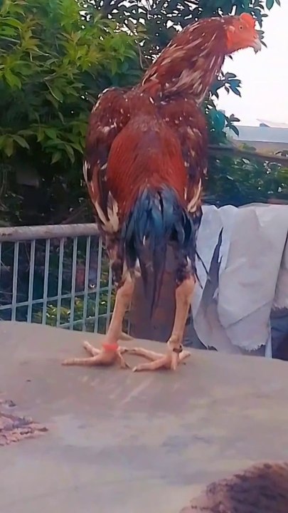 Aseel murga beautiful eyes Malik aseel