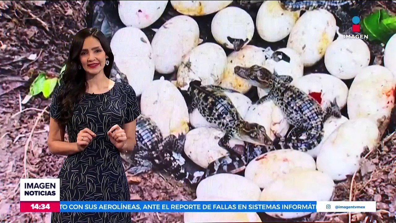 Nacen 60 cocodrilos siameses en Camboya