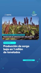 Producción de sorgo baja en 1 millón de toneladas