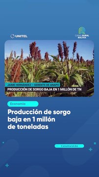 Producción de sorgo baja en 1 millón de toneladas