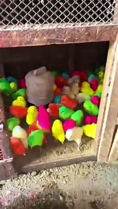 Colurful and beautiful hen baby