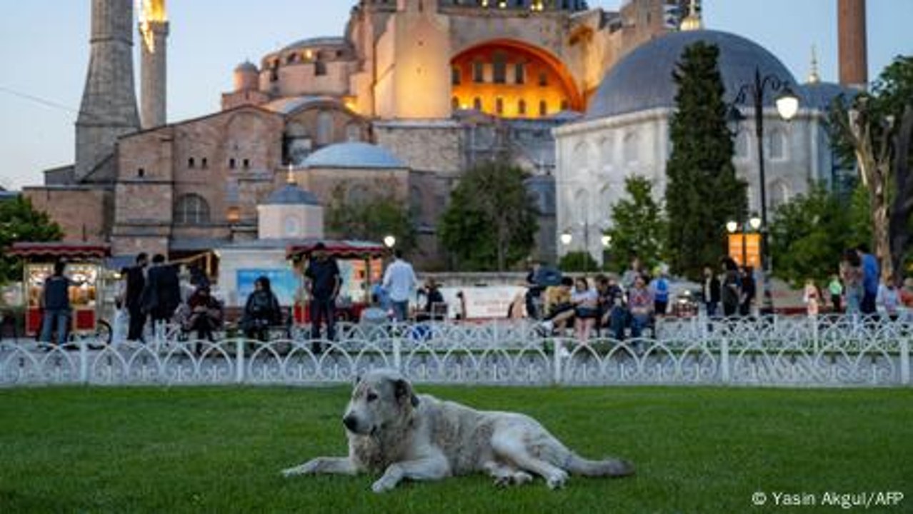 Turquía: perros callejeros en peligro