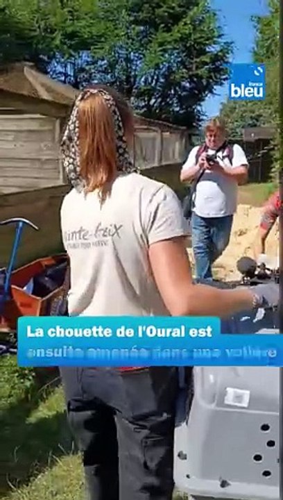 VIDÉO- "On sait pourquoi elles partent": 23 chouettes de l'Oural relâchées en Allemagne grâce au parc de Sainte-Croix