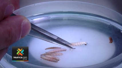 tn7-País-supera-ya-los-3-mil-casos-de-gusano-barrenador-en-animales-190724a-fiesta-de-empleados-de-Casa-Presidencial-en-casa-de-sospechoso-de-tala-ilegal-190724