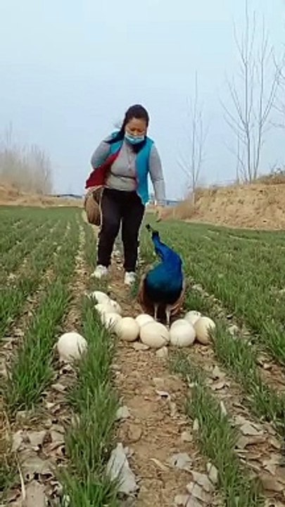 Peacock love with egg trending viral video