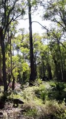 Australian Bush Walk 3