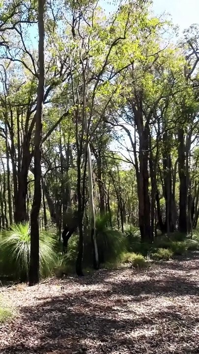 Australian Bush Walk 5