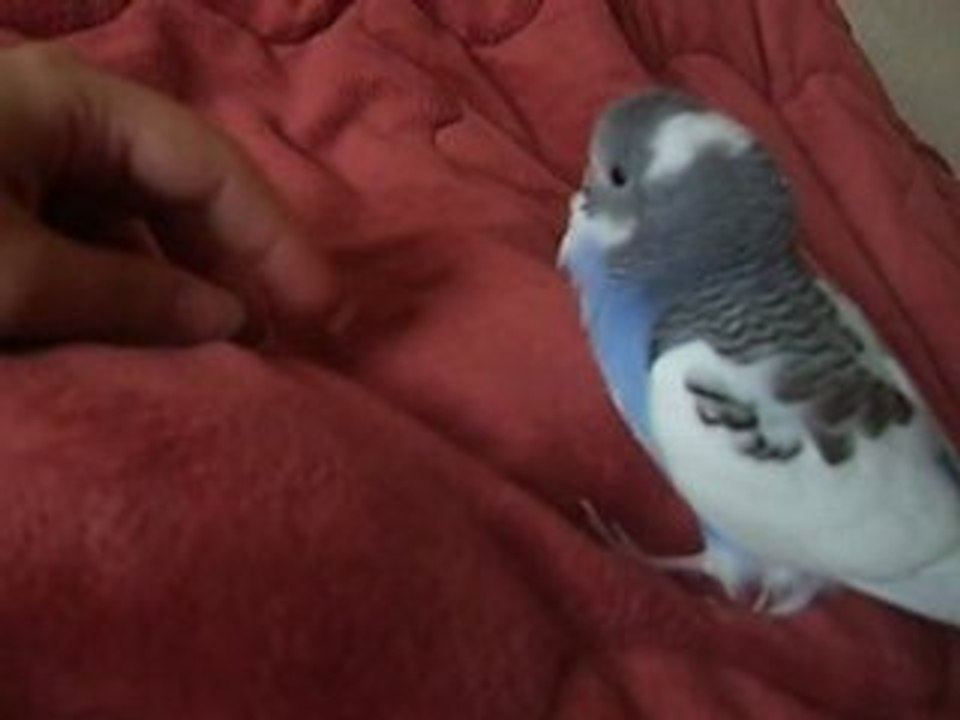 bébé