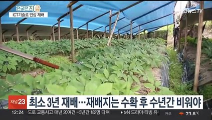 간판 K-푸드 '인삼'의 위기…ICT 신기술 재배로 극복한다