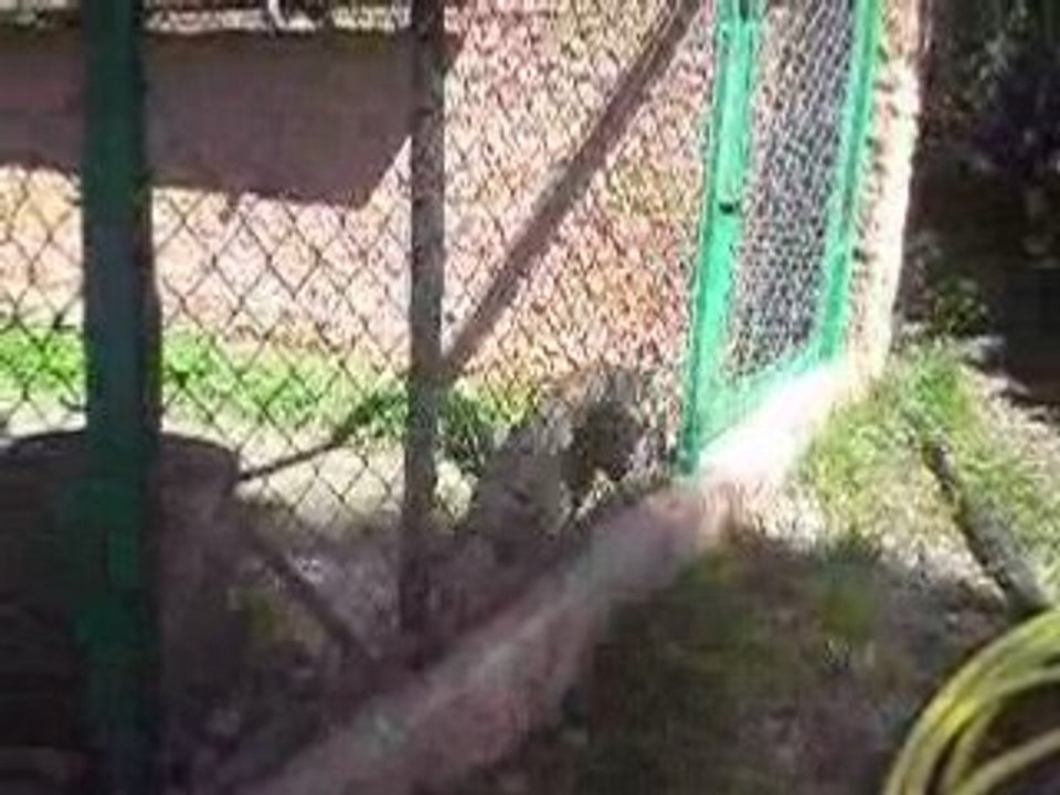 Zoo