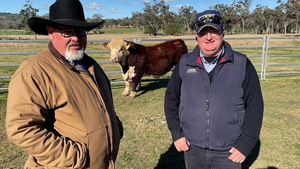 Poll Hereford bull top sells for $36,000 | The Land
