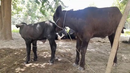 Beautiful Breeder Loves Baby Buffalo - Man Trains Baby Buffalo at Home