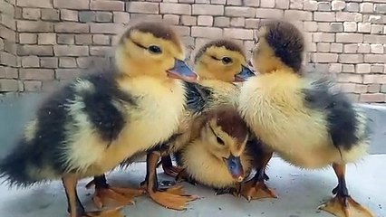 Baby Muscovy Ducks Cheow Cheow Sound Compilation 2024 - Baby Ducks Calling Mother
